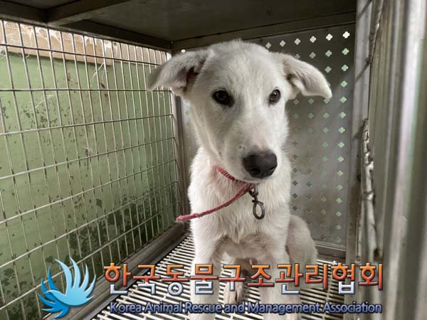 종료(자연사) 믹스…